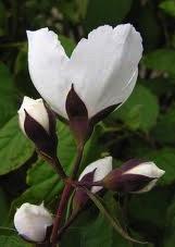 PHILADELPHUS Starbright