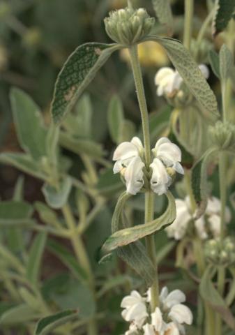 PHLOMIS purpureus Alba