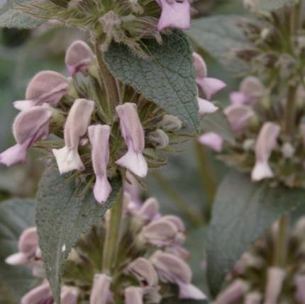 PHLOMIS samia