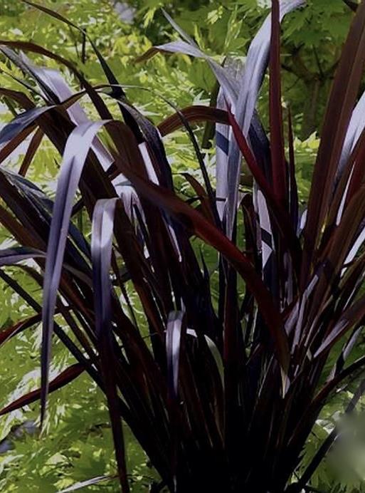 PHORMIUM Black in Black