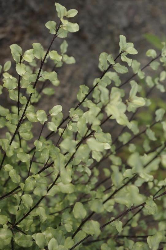 PITTOSPORUM Cratus