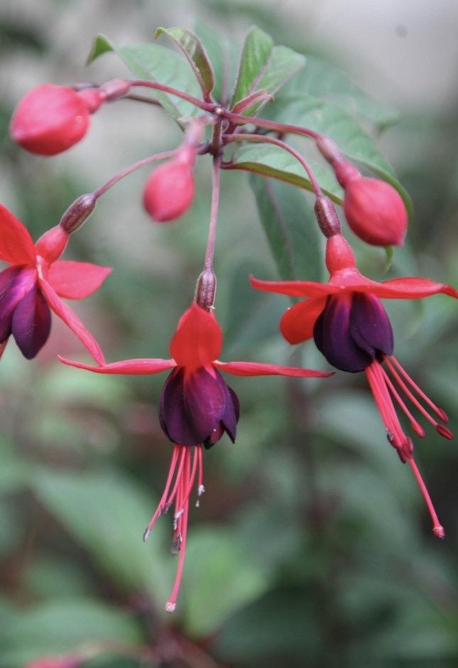 FUCHSIA Mrs Popple