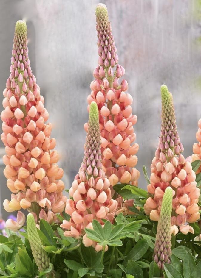 LUPINUS Salmon Star