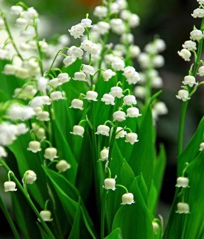 CONVALLARIA majalis