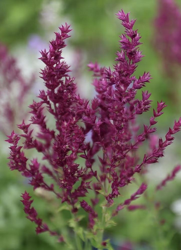 SALVIA nemerosa Schwellenburg