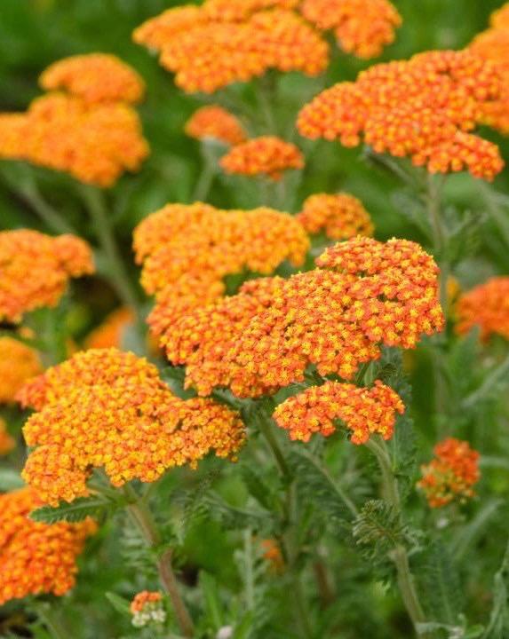 ACHILLEA Walter Funcke