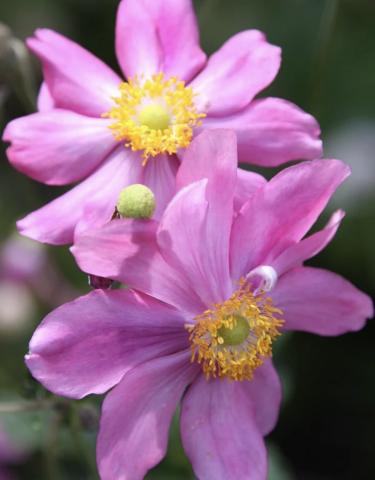 ANEMONE hupensis Pamina