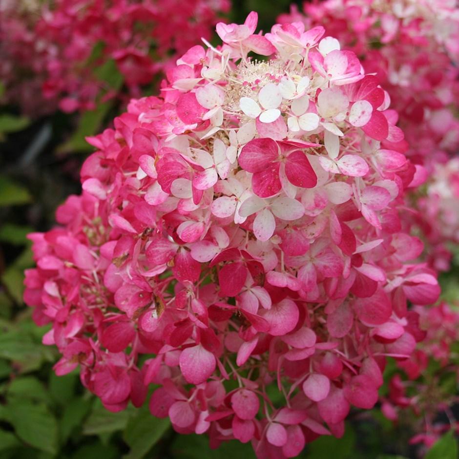 HYDRANGEA paniculata Diamant Rouge