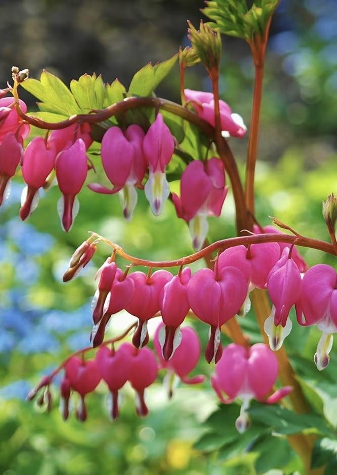 DICENTRA spectabilis