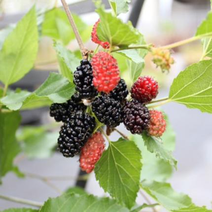 MORUS rotundifolia Mojo Berry