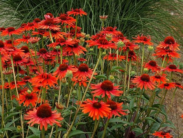 ECHINACEA Sunseekers Red