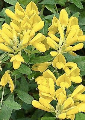 GENISTA Porlock