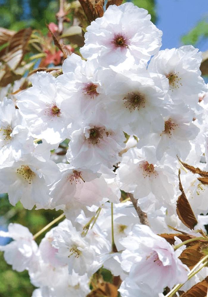 PRUNUS  Fragrant Cloud