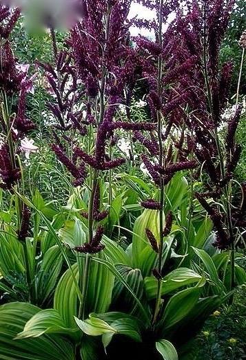 VERATRUM nigrum