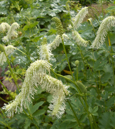 SANGUISORBIA obtusa Albiflora