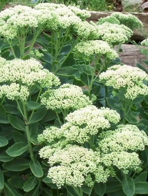 SEDUM spectabile Iceberg