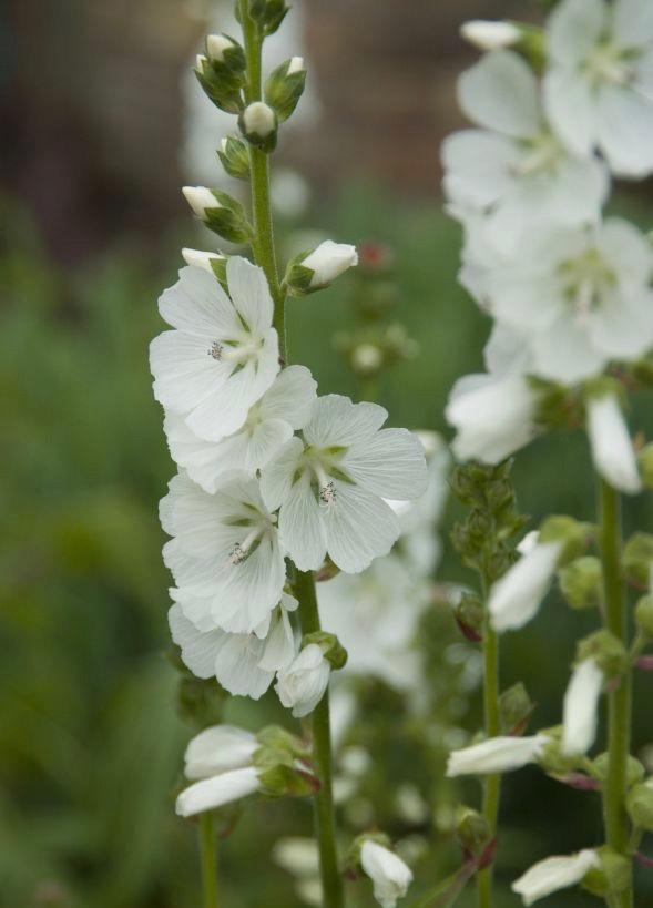 SIDALCEA candida