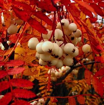 SORBUS koehneana