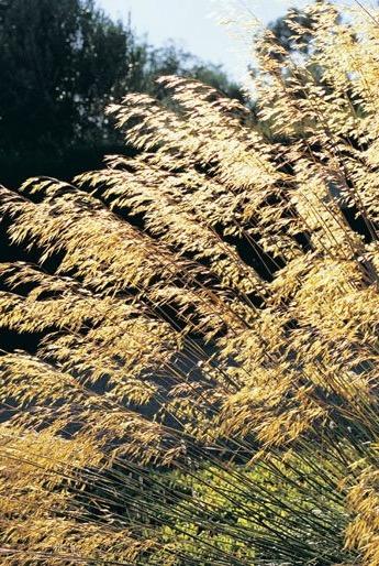 STIPA gigantea