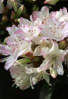 RHODODENDRON Ginny Gee