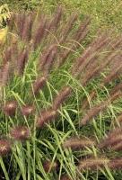 PENNESETUM alopecuroides Red Head