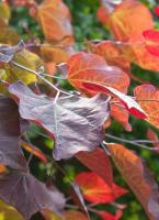 CERCIS canadensis Red Force
