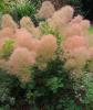 COTINUS coggygria Young Lady