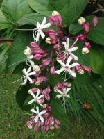 CLERODENDRON trichotomum