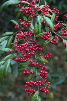 COTONEASTER Hybrid