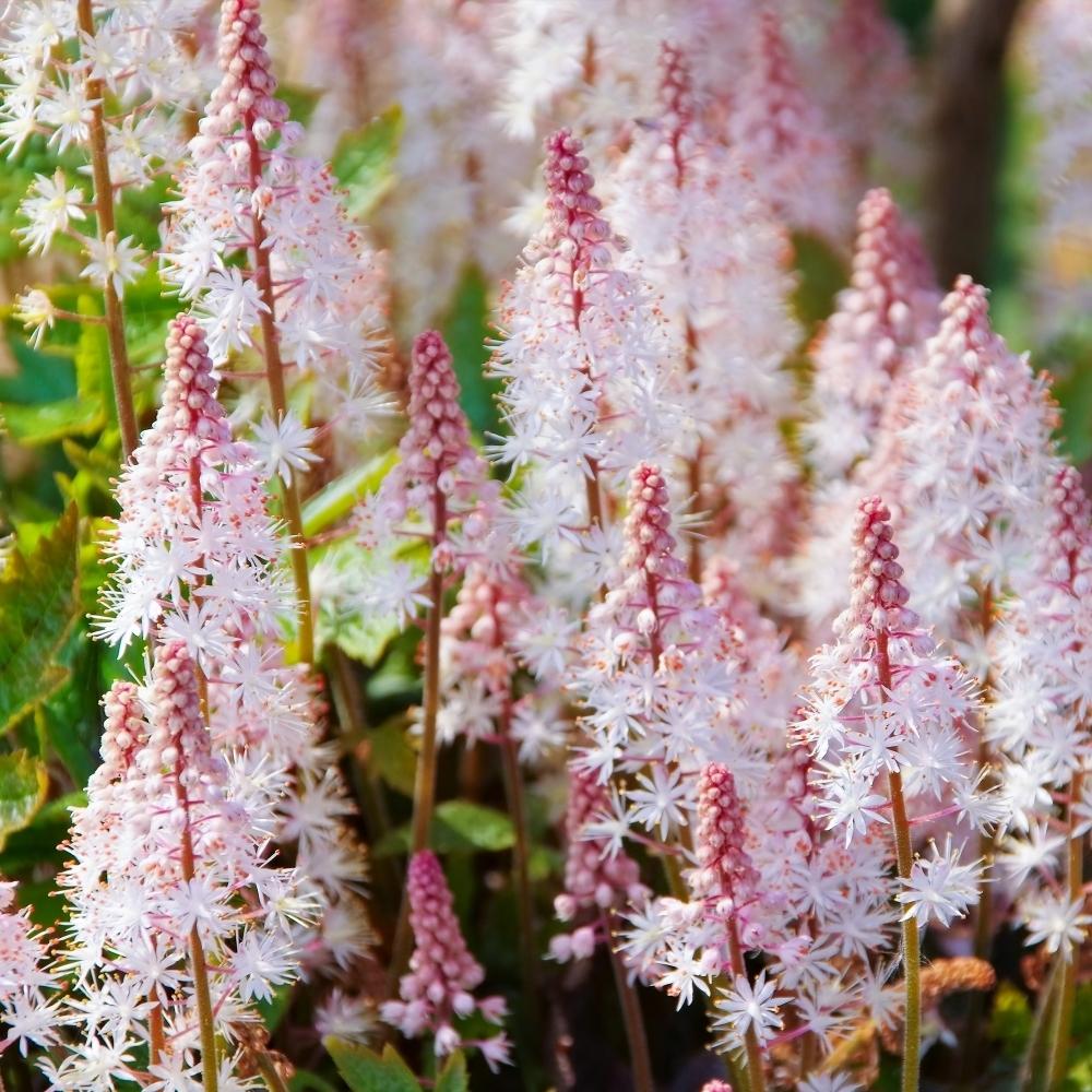 TIARELLA 'Pink Skyrocket'