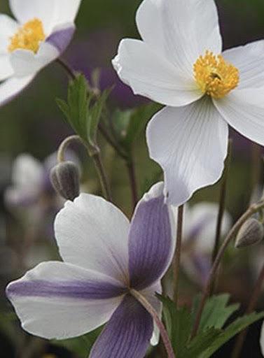 ANEMONE Dreaming Swan