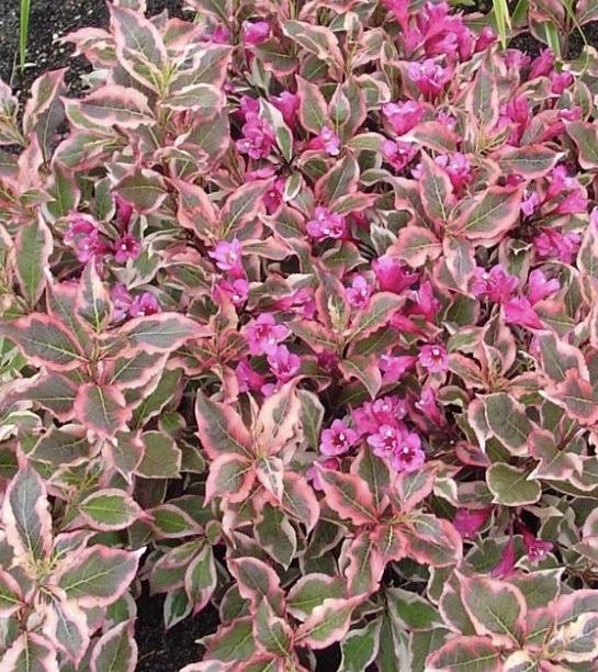 WEIGELA florida Monet