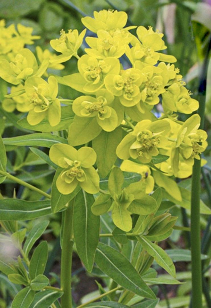 EUPHORBIA palustris Walenburg Glorie